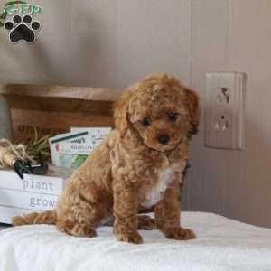 Autumn, Bich-Poo Puppy